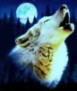 Wolf13