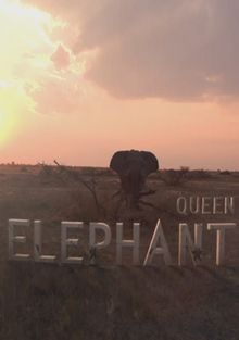 Королева слонов, 2014