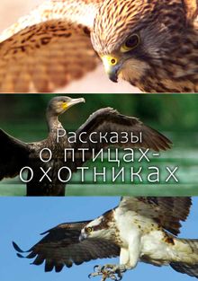 Рассказы о птицах-охотниках, 2011