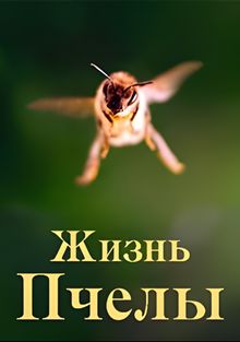 DVD и фильмы о пчеловодстве